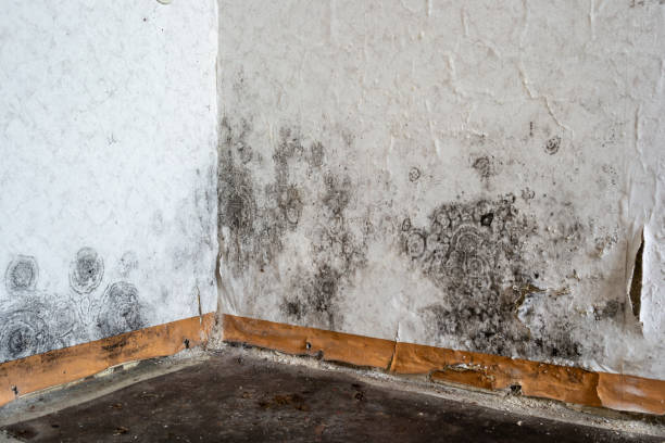 Best Water damage restoration mold remediation  in Seven Oaks, SC